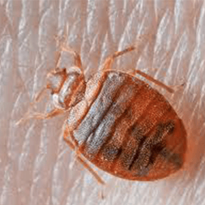 https://www.crimescenecleaners.co.nz/wp-content/uploads/2019/06/Crime-Scene-Cleaners_Bedbugs-1.png